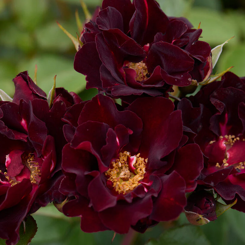 Pretty Black