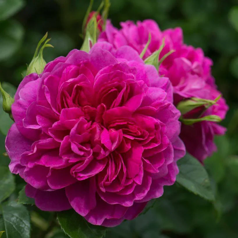Princess Anne (Auskitchen) - Image 2