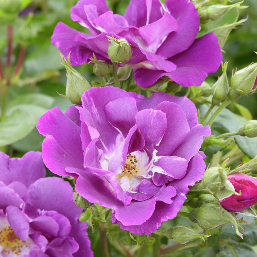 Rhapsody in blue