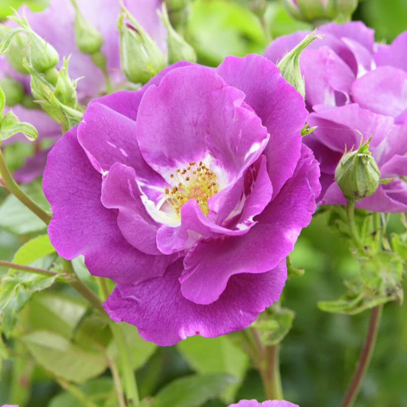 Rhapsody in blue - Image 2
