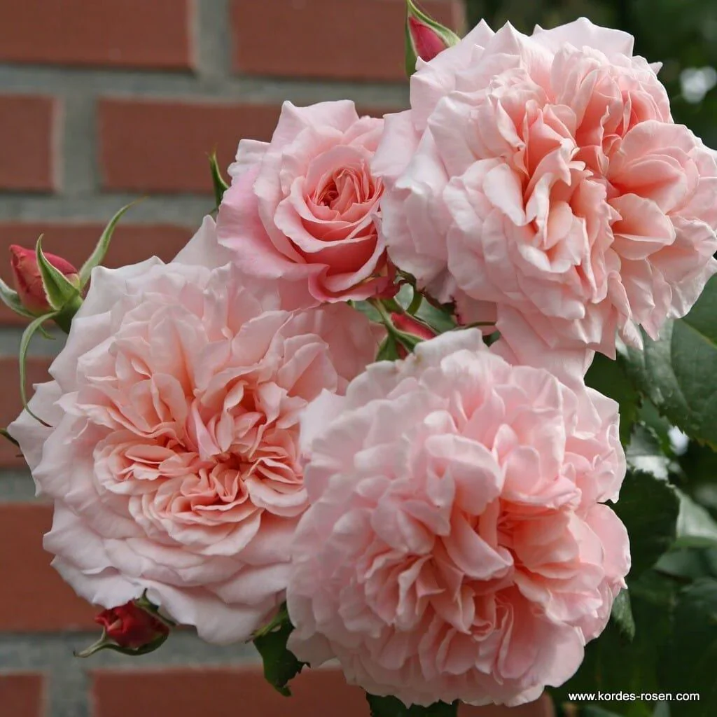 Rose de Tolbiac - Image 2