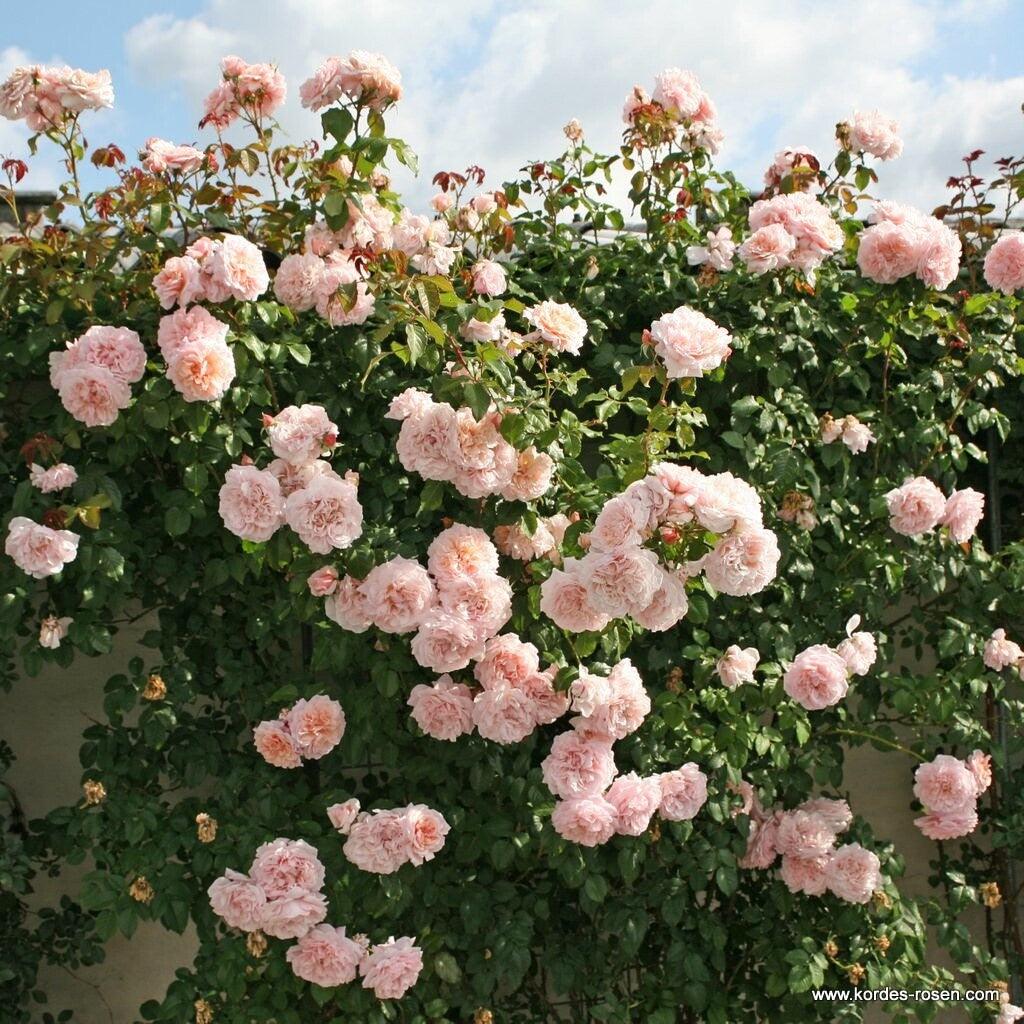 Rose de Tolbiac - Image 3