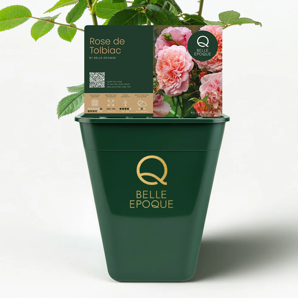 Rose de Tolbiac - Image 4