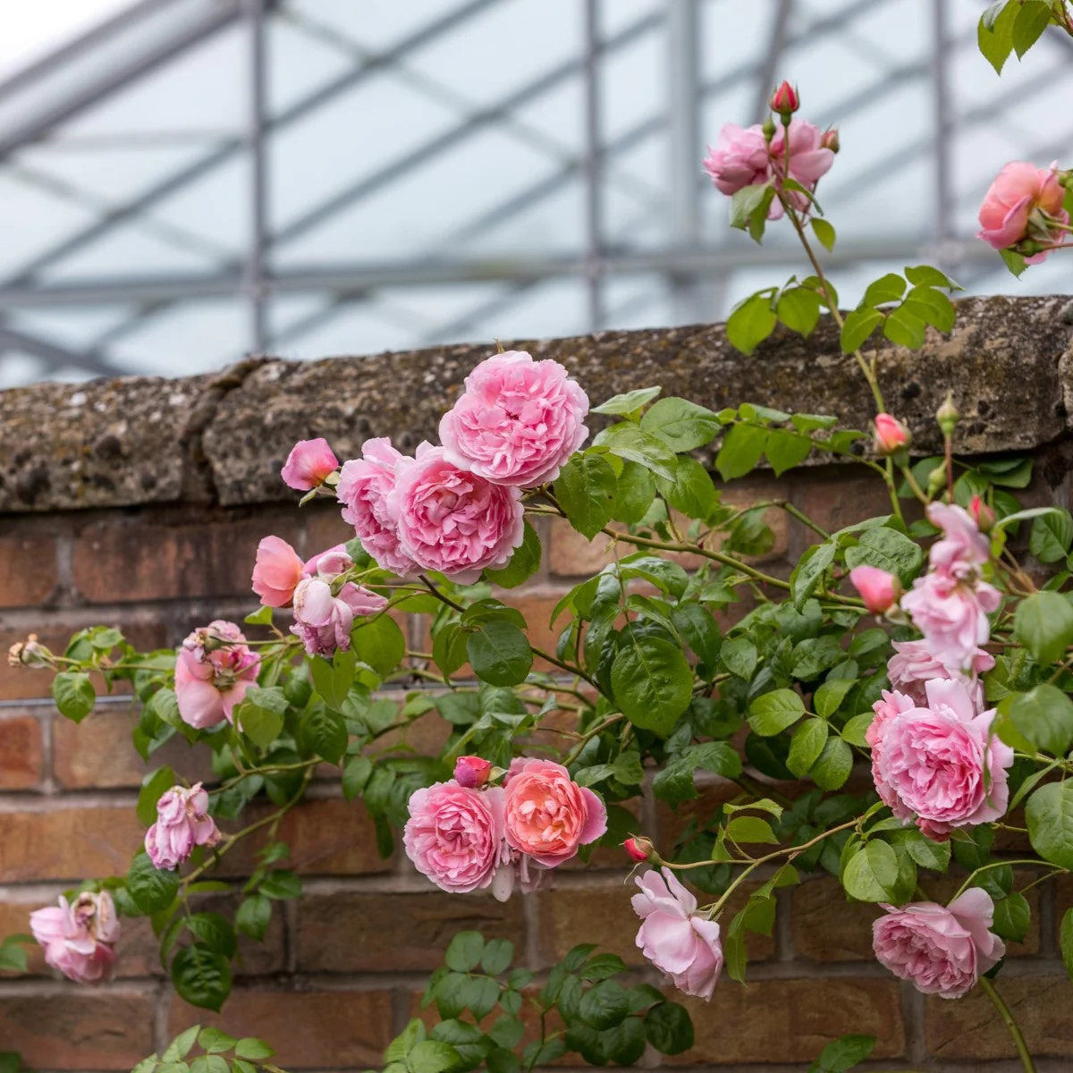 Strawberry Hill (Ausrimini) - Image 2