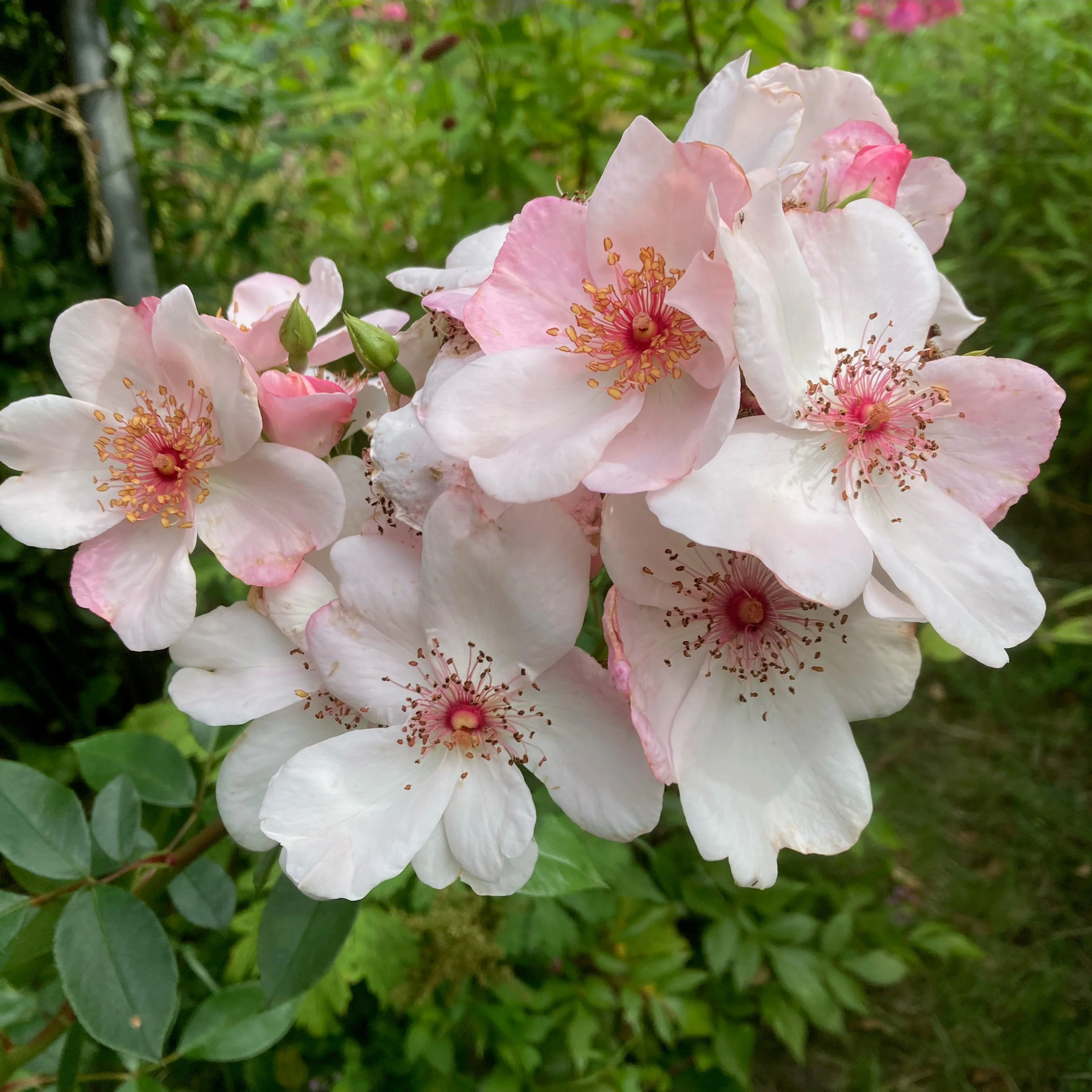 Sweet Pretty - Image 3