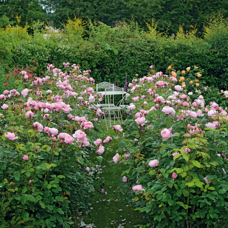 The Alnwick Rose - Image 2