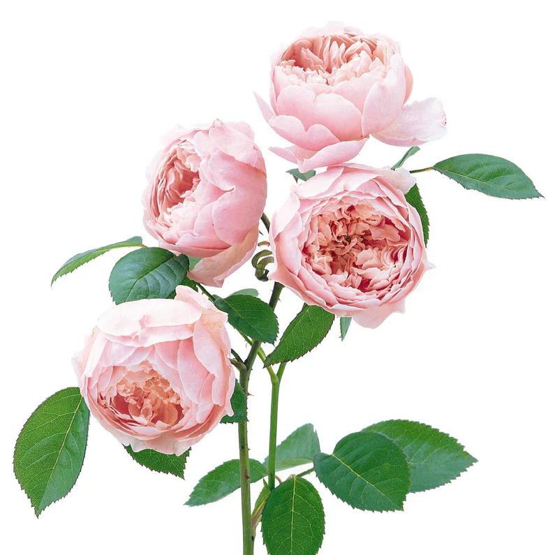 The Alnwick Rose - Image 3