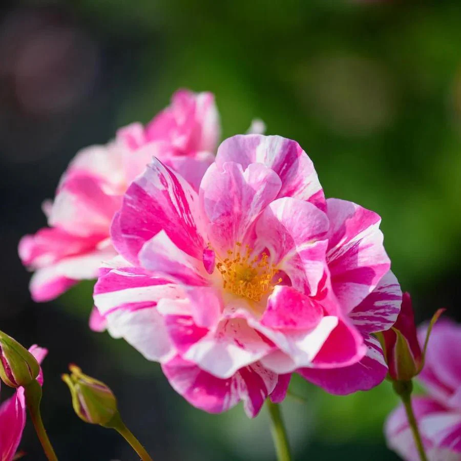 The King's rose (Aus27a16) (NEW 2025)