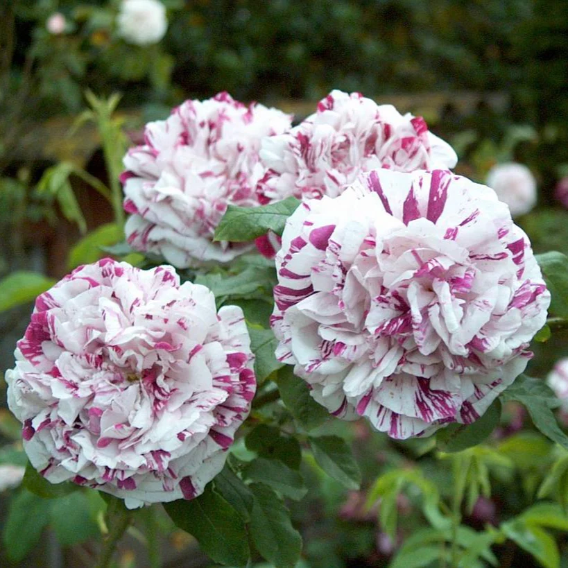 Miniatuur 1