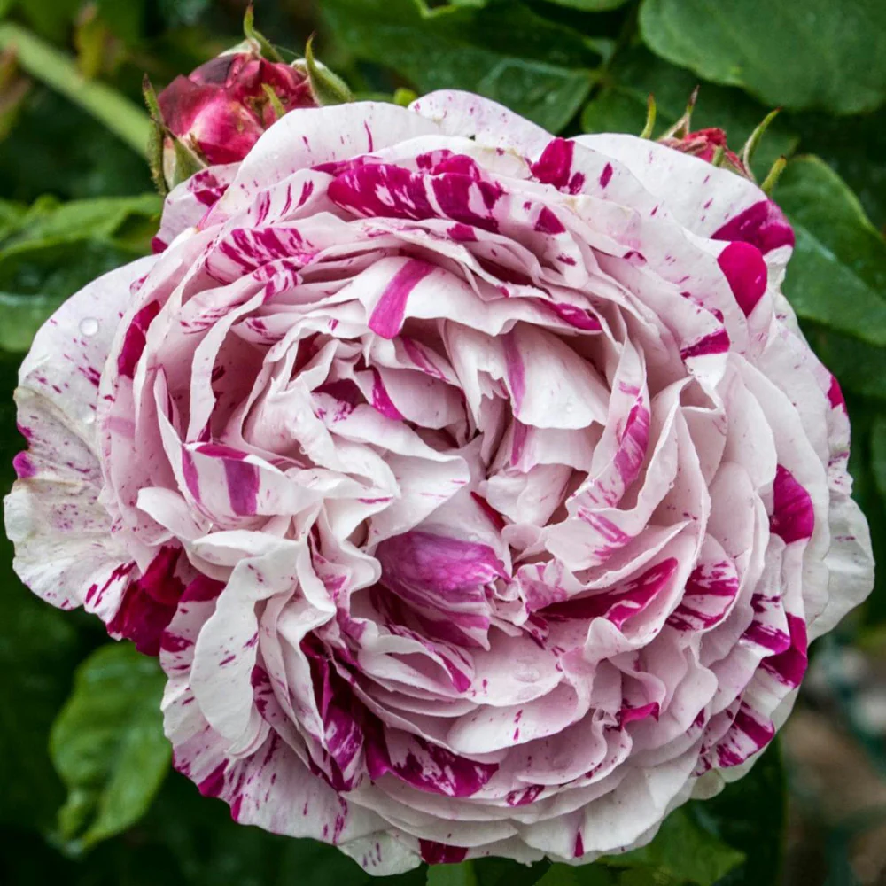 Variegata di Bologna - Image 3