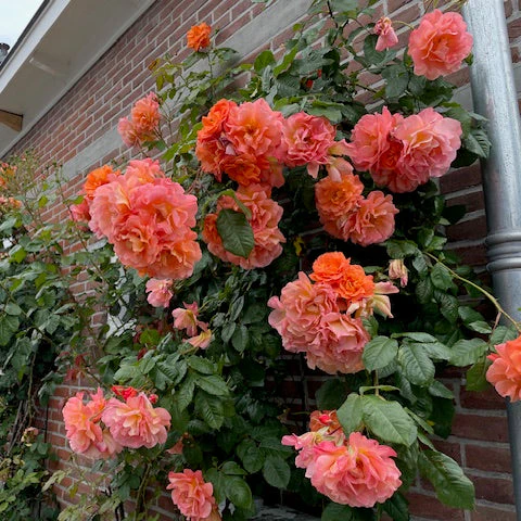Westerland - Image 3