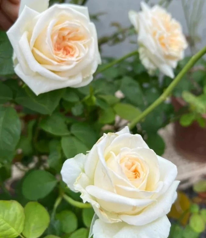 White O Hara
