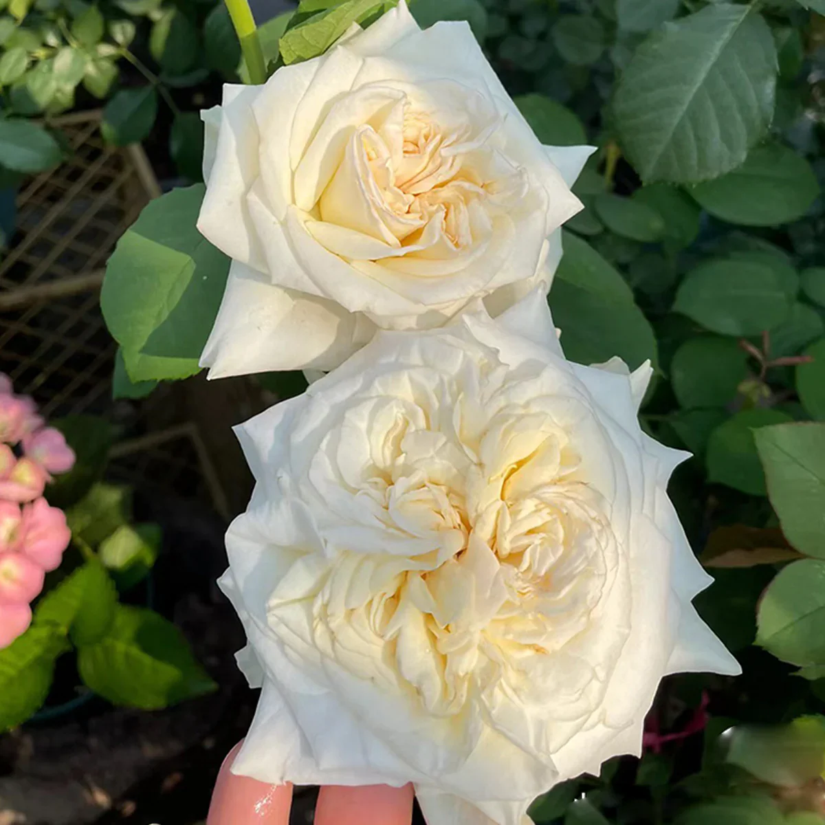 White O Hara - Image 2