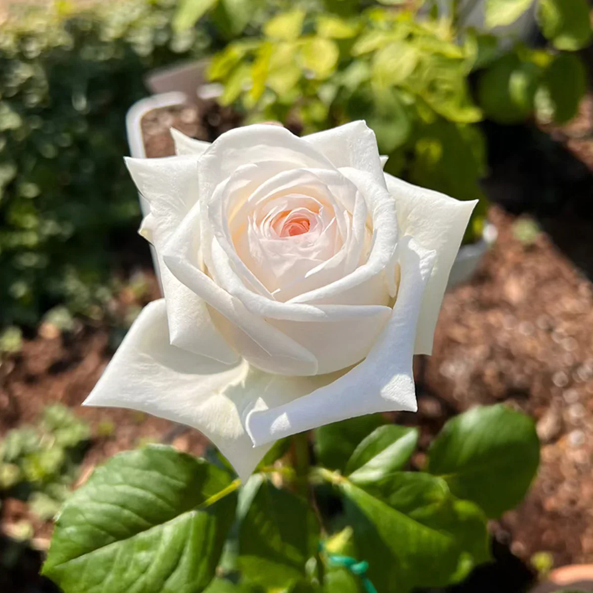 White O Hara - Image 3