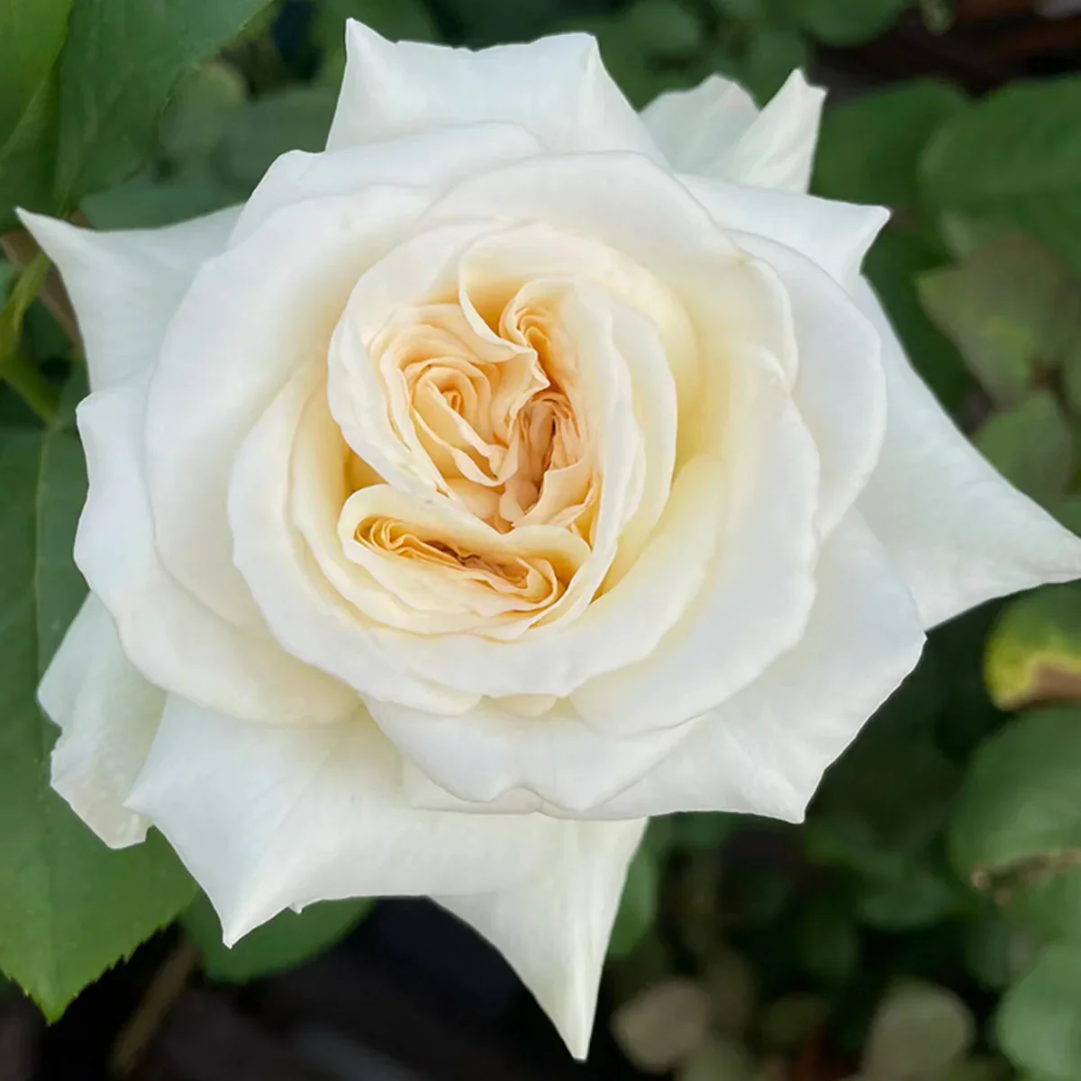 White O Hara - Image 4