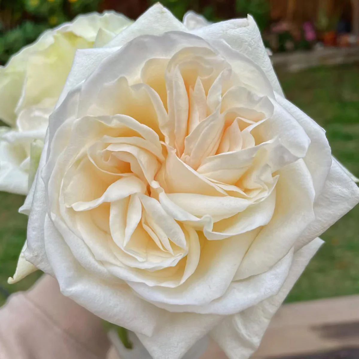White O Hara - Image 5