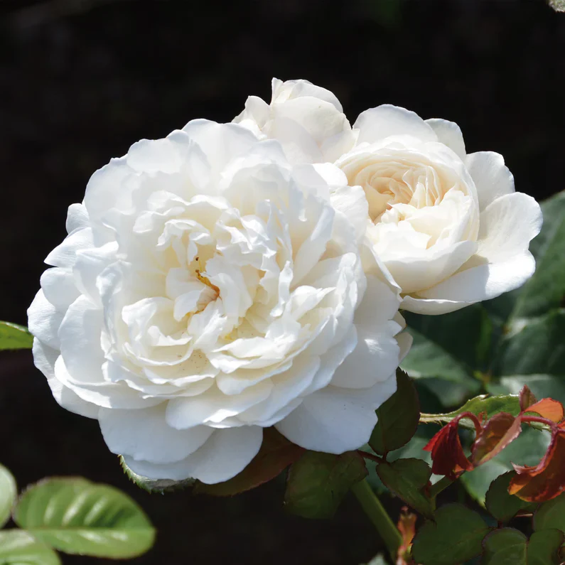 William and Catherine (Ausrapper) - Image 3