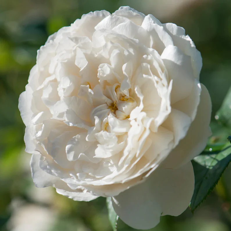 William and Catherine (Ausrapper) - Image 5